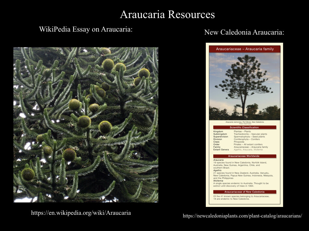 The Araucaria Presentation.027.jpeg