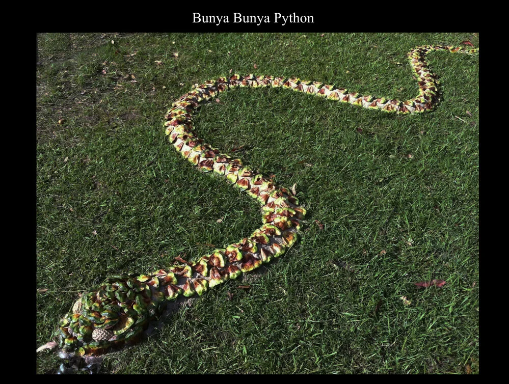 Bunya Python.jpg