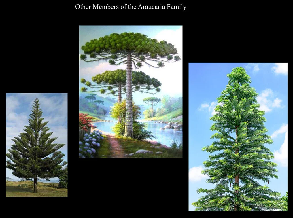 Other araucarias.jpg