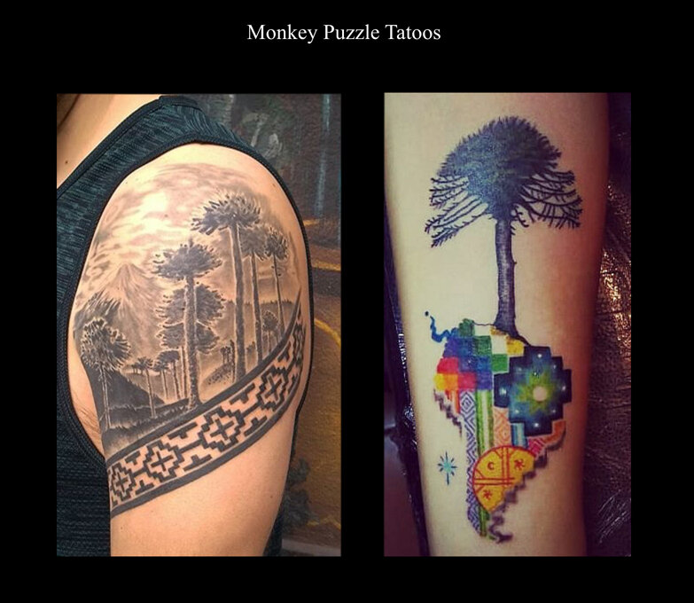 Araucária com Ararinhas • #tatuagem #tatuadora #tattoo #cwbtattoo  #curitibatattoo #curitiba - YouTube