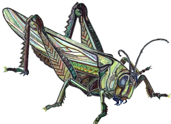 Grasshopper by C.K.Wilde, currency collage