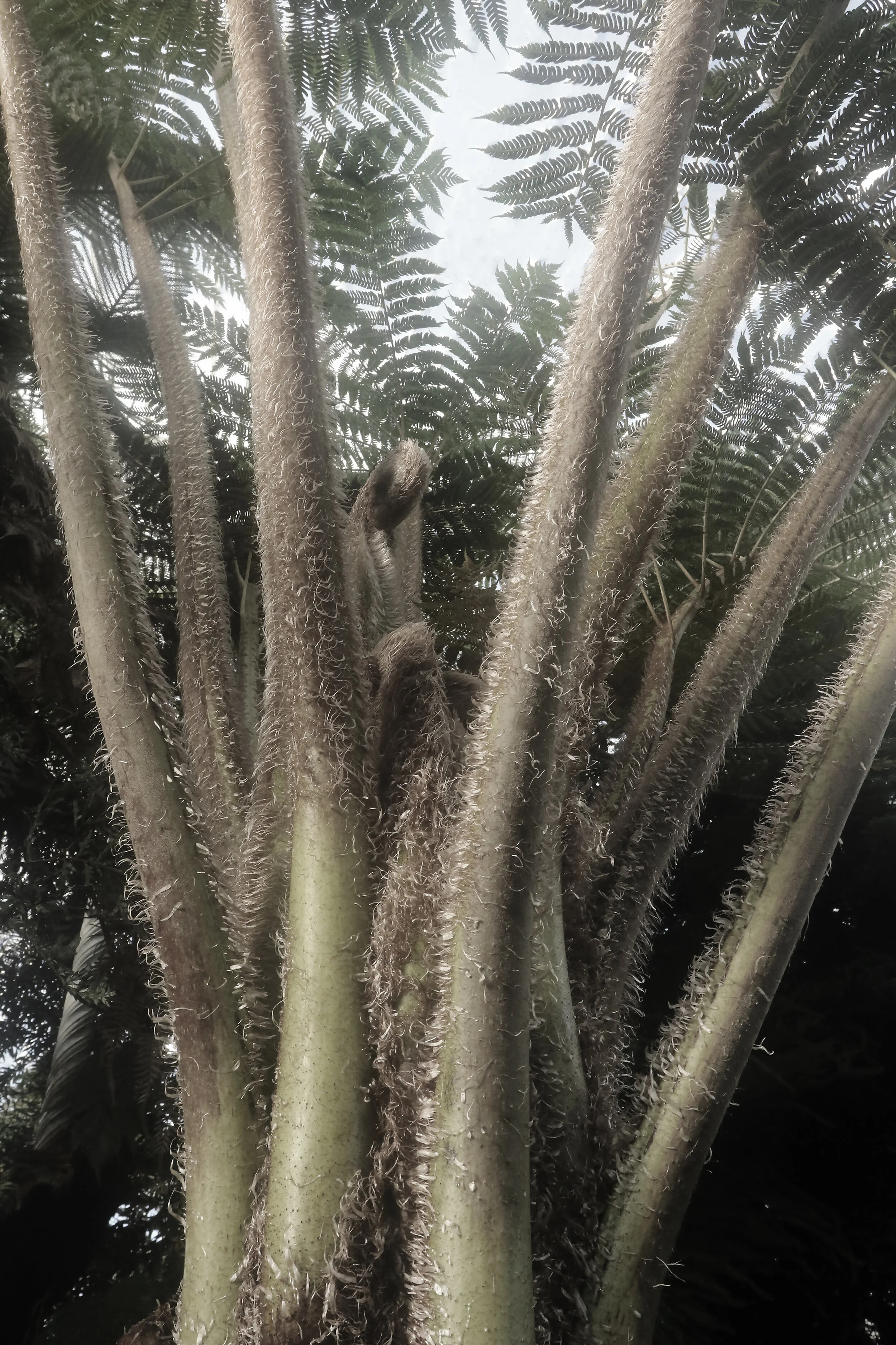  Detail of a palm at the Glasgow Botanic Gardens.           