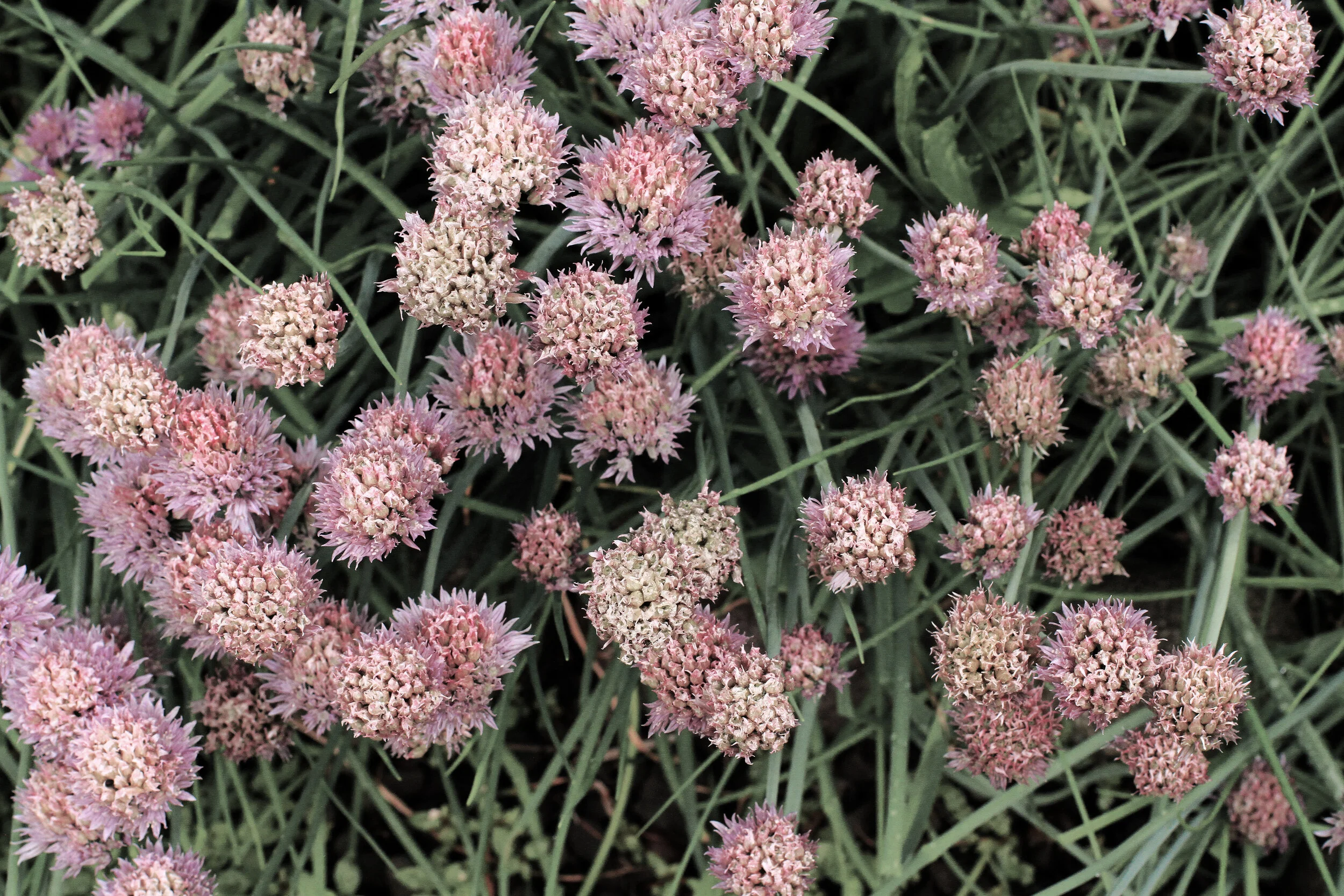 Decaying wild chives.   
