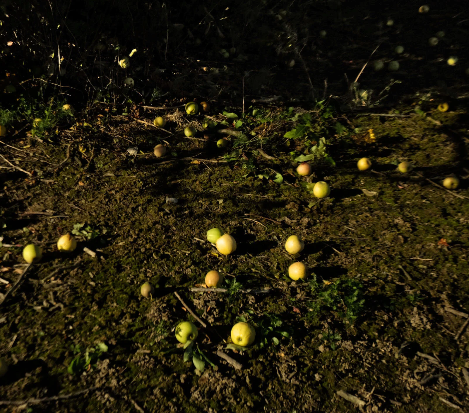  Fallen apples in an orchard in Gardener, New York.   