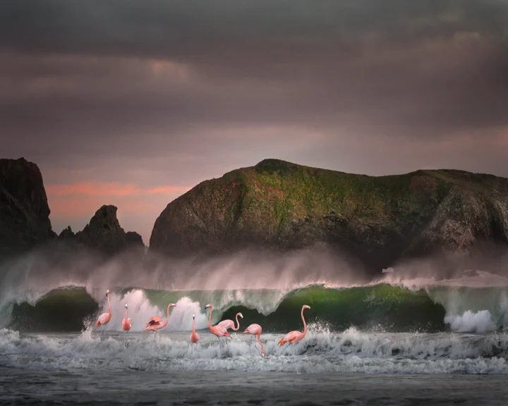 Flamingos in the Surf.jpg