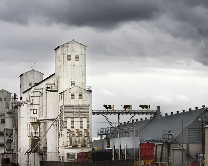 Conveyer Cows.jpg