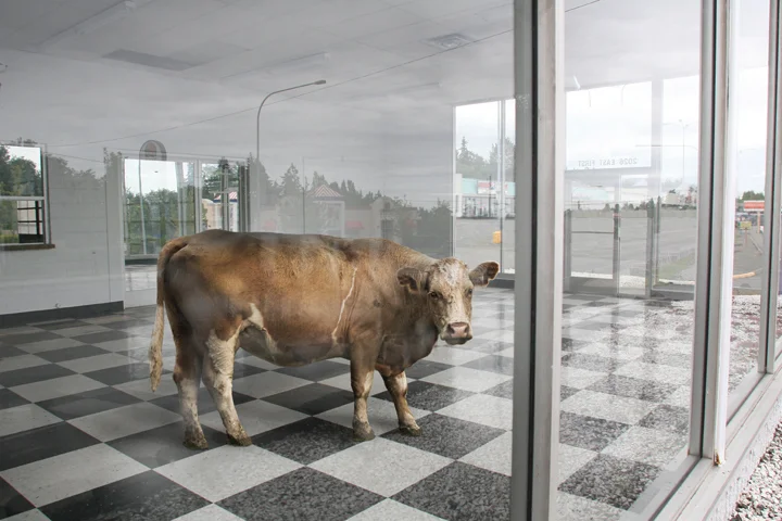 Showroom cow.jpg
