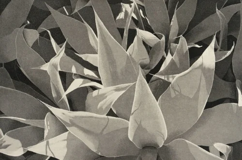 Agave.jpg