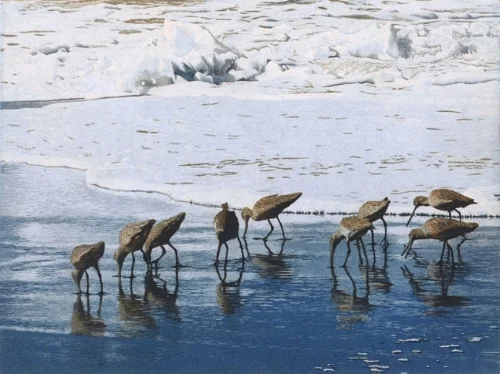 Shorebirds.jpg