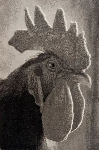 Rooster08.jpg
