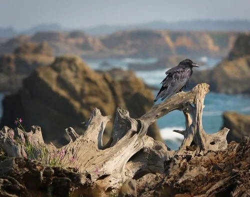 glassbeachraven.jpeg