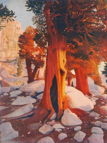 FoxtailPines15.jpg