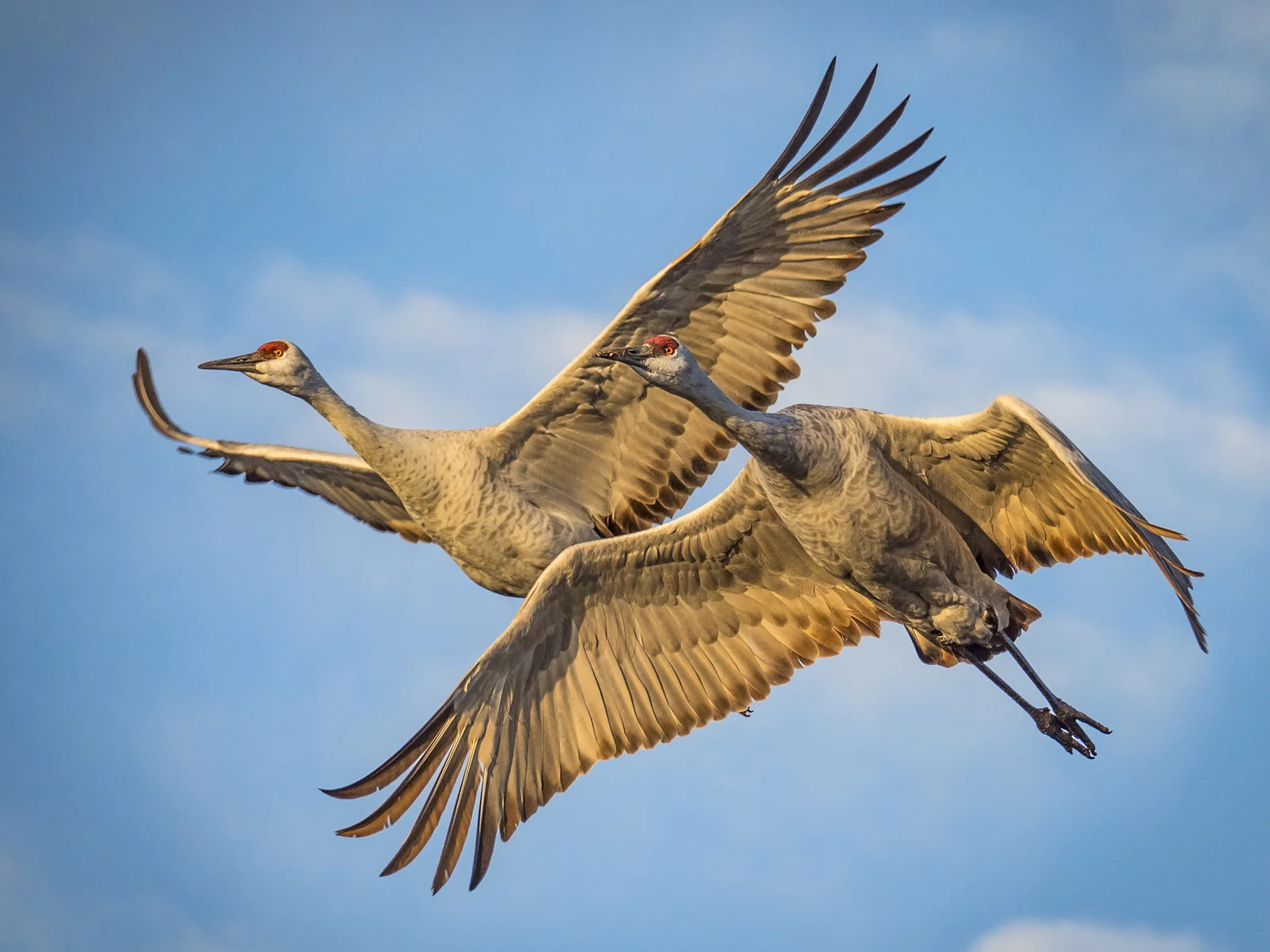 2_Joan_Robins_171020-Sandhills 30x40-203726.JPG