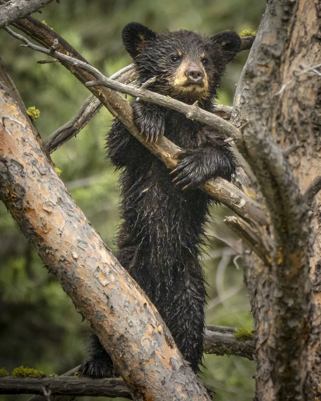 3_Joan_Robins_180601-Bear Cub 24x30-6011415.JPG