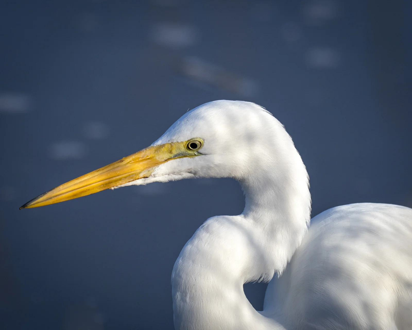 7_Joan_Robins_181210-Egret 24x30-15009.JPG
