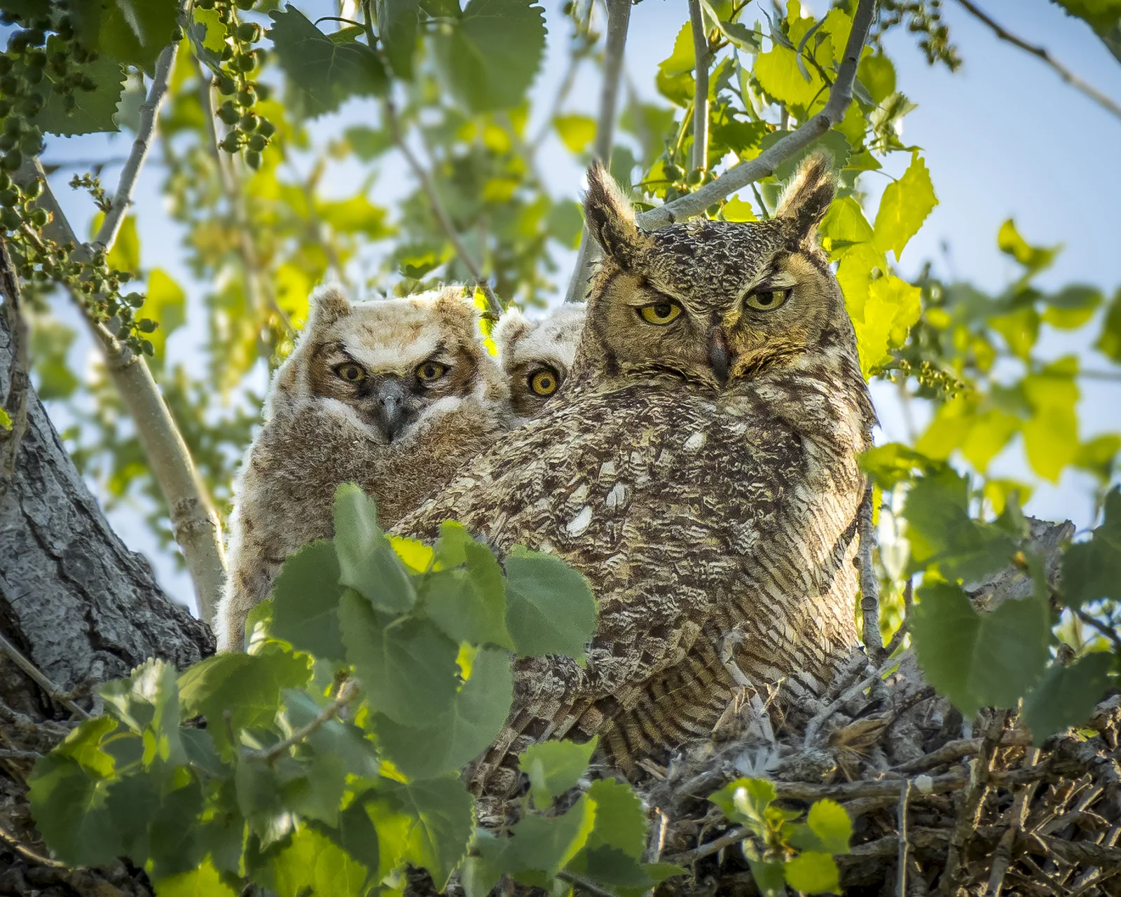 8_Joan_Robins_180403-Owl Family24x30-4030116.JPG
