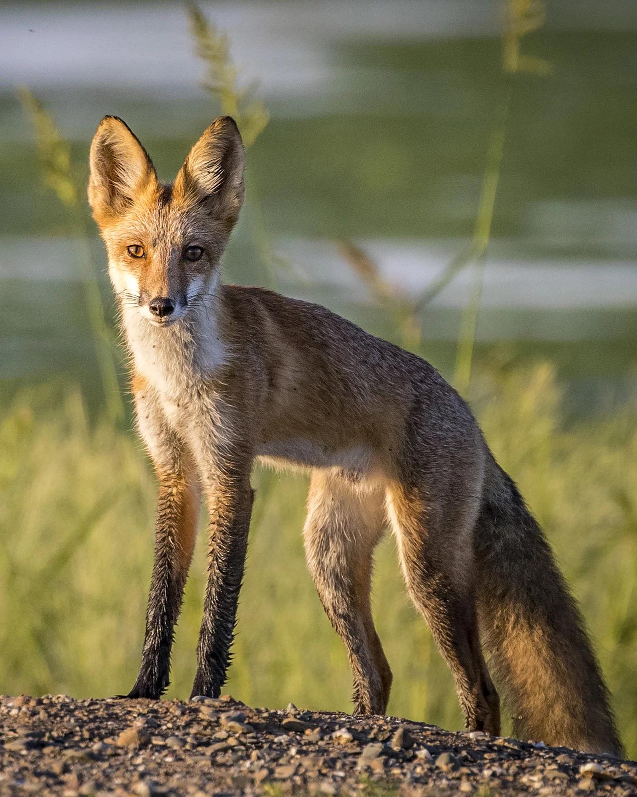 9_Joan_Robins_160827-Red Fox Chico 16x20.JPG