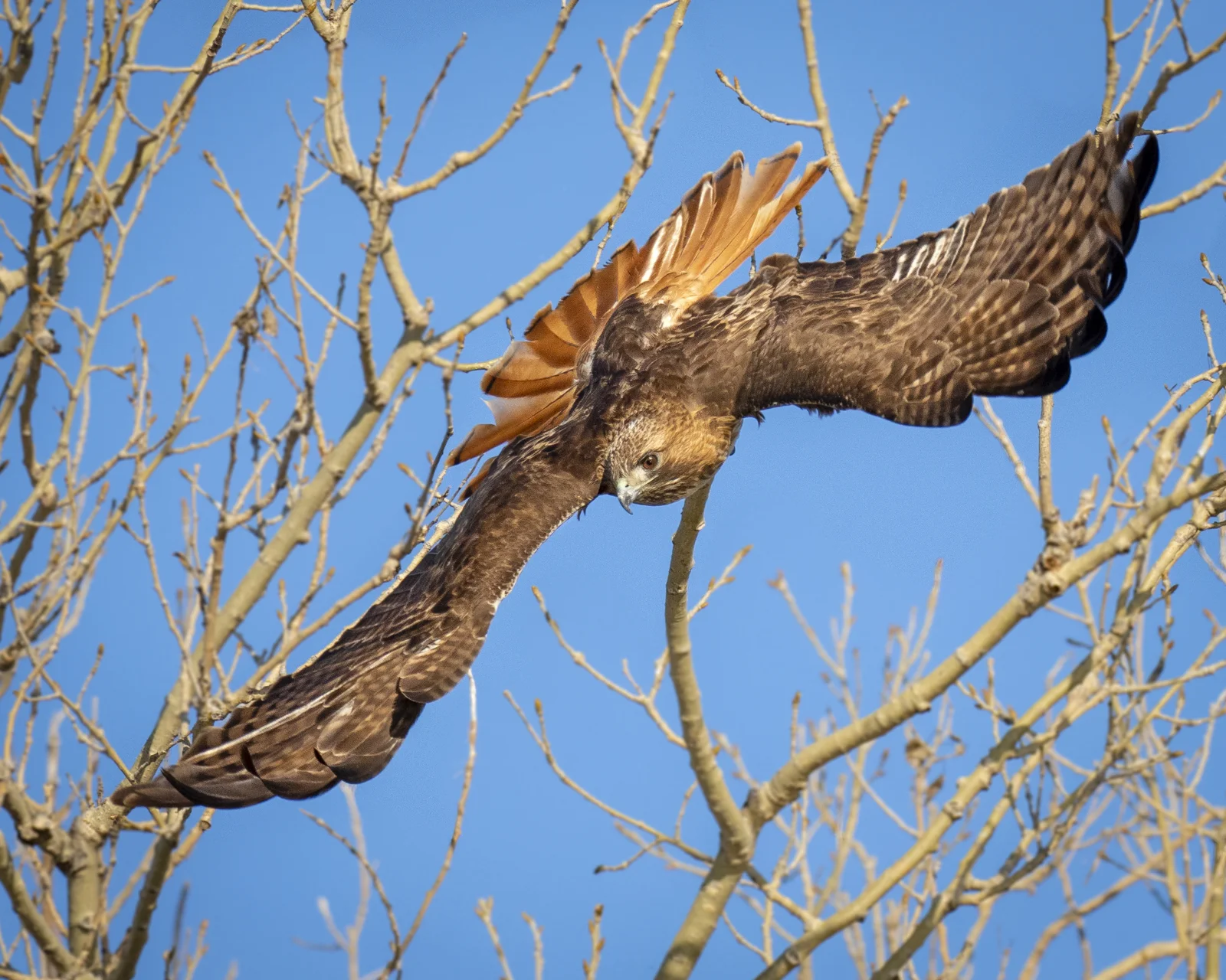10_Joan_Robins_190121-Redtail 16x20 10683_2.JPG