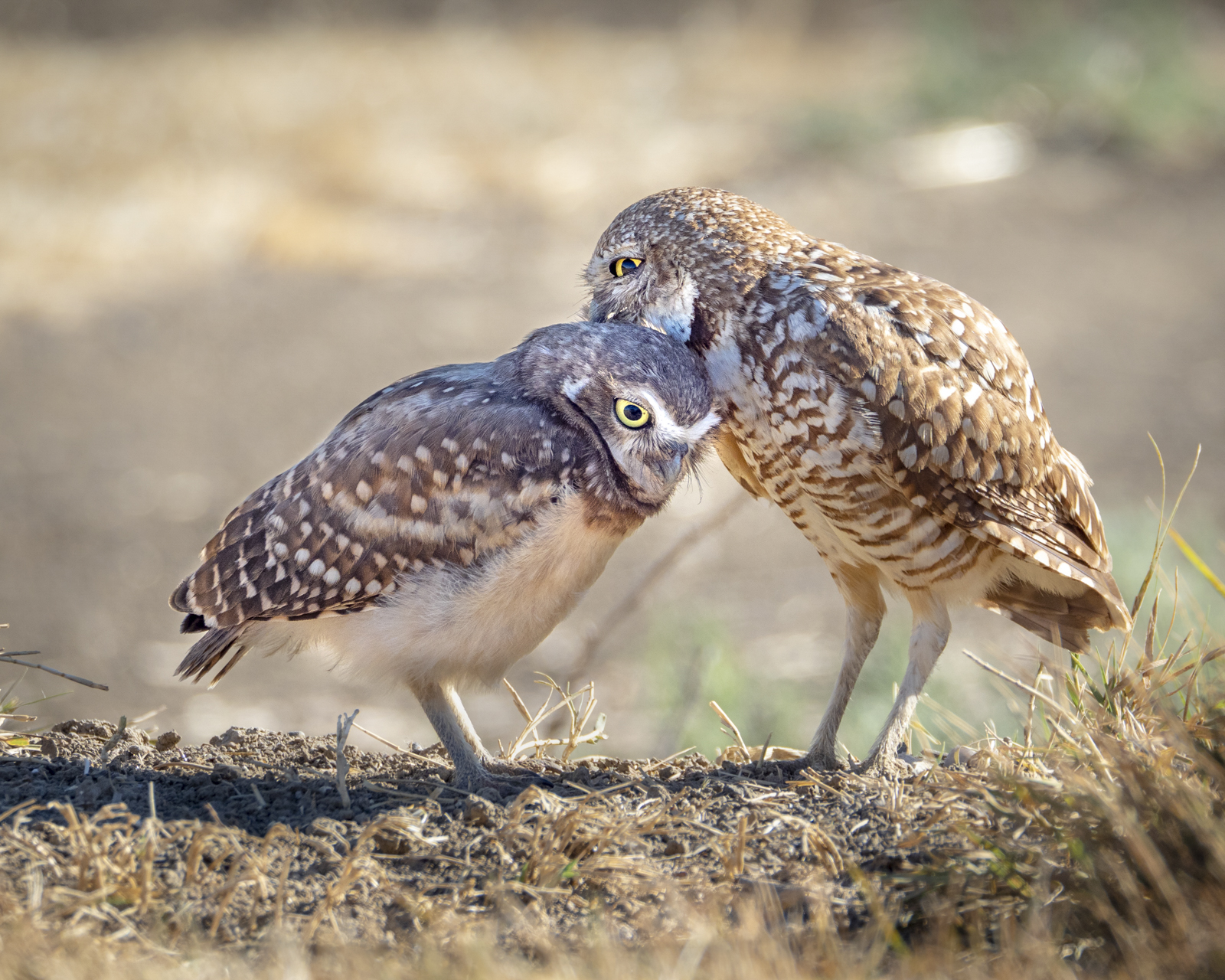 13_Joan_Robins_180620-BurrowingOwls-16x20 62030462.JPG