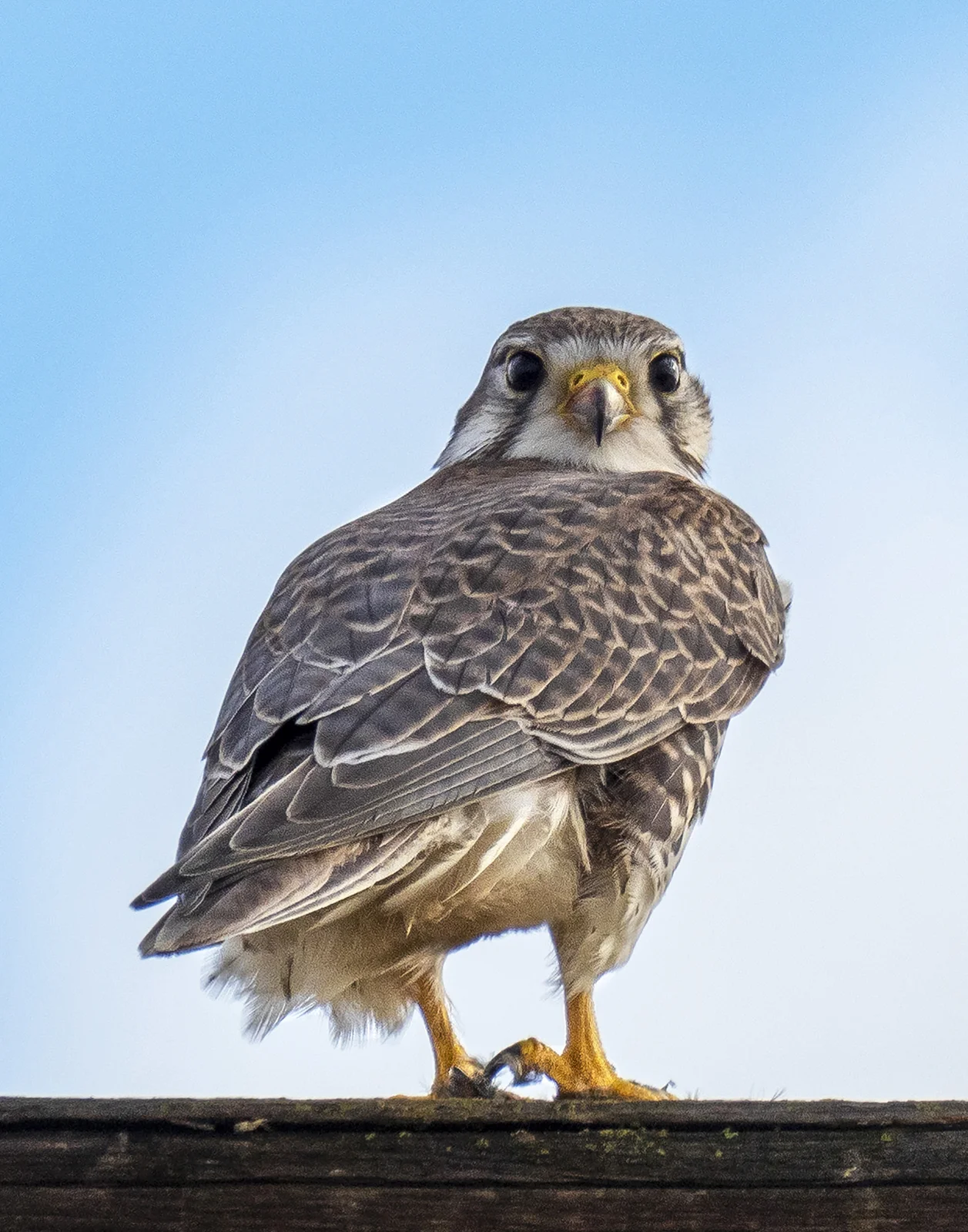 14_Joan_Robins_181201-Prairie Falcon 11x14-10032_.JPG