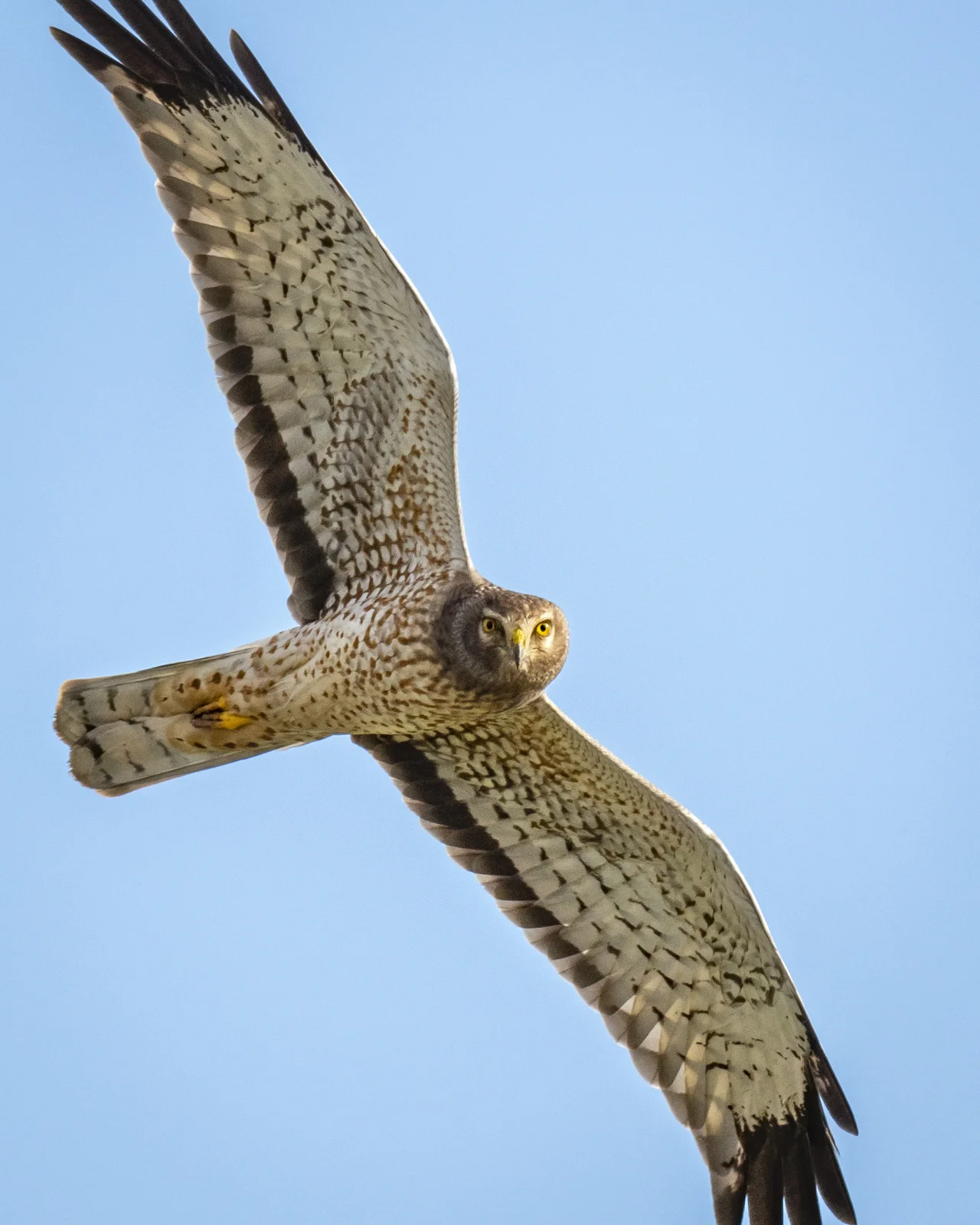 18_Joan_Robins_16x20_190211-Harrier on Chico Back Roads Feb-10710.JPG