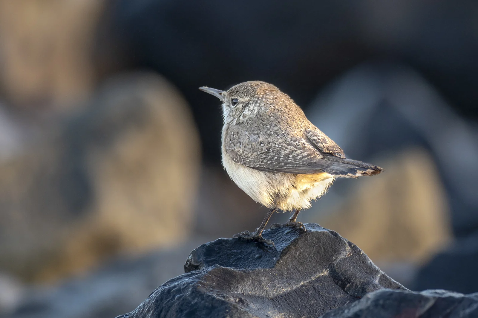 19_Joan_Robins_190121-Rock Wren 20x30-10156 (2).JPG