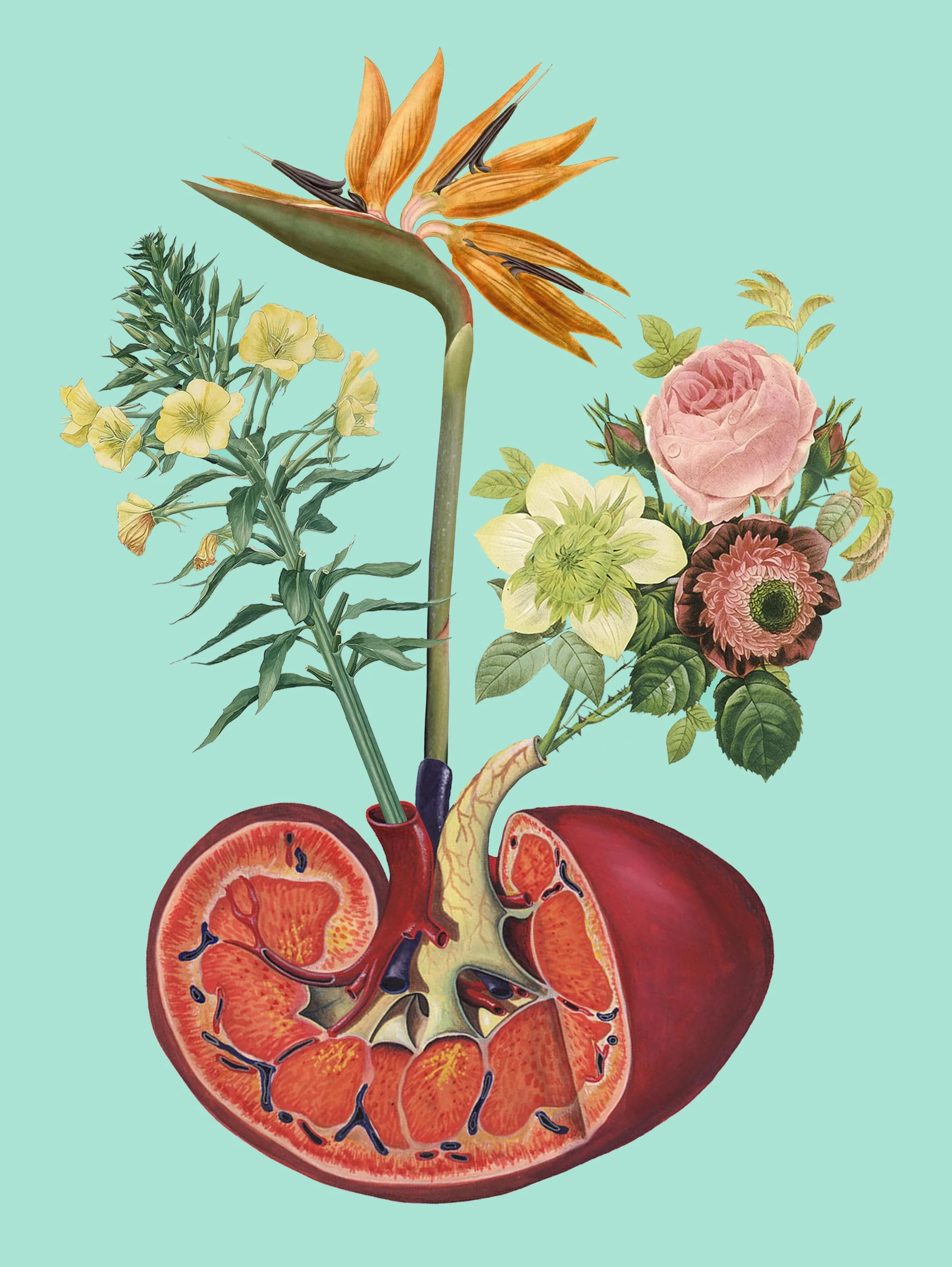 Kidney on Drugs
