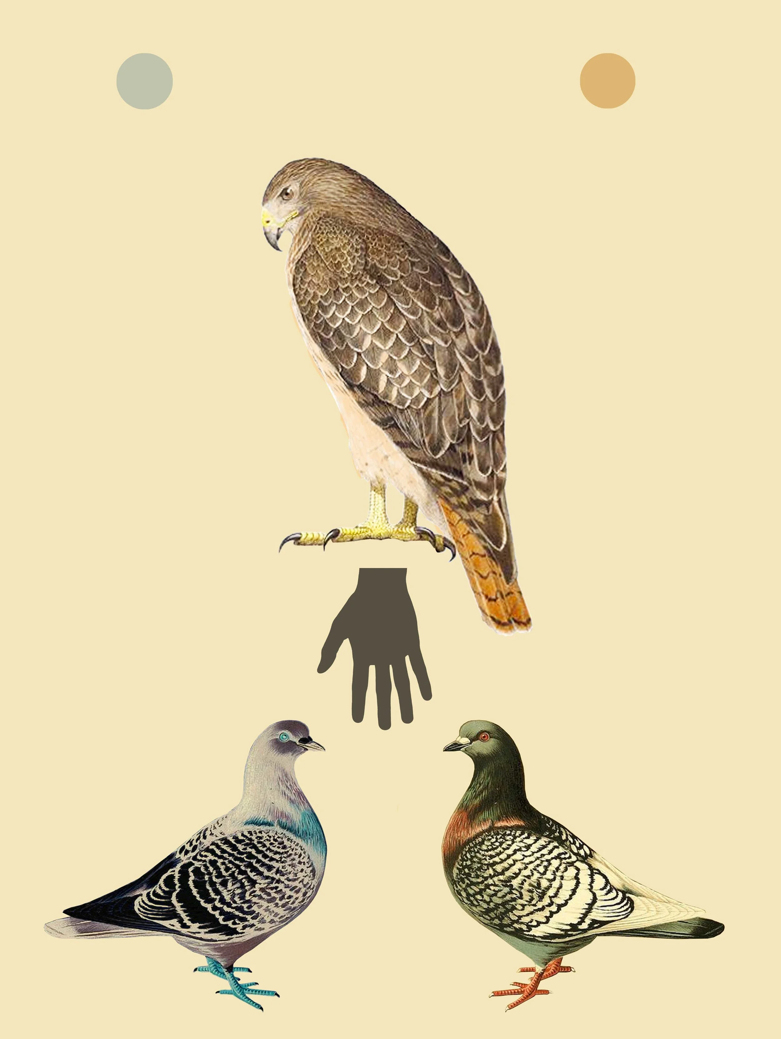 Falconry