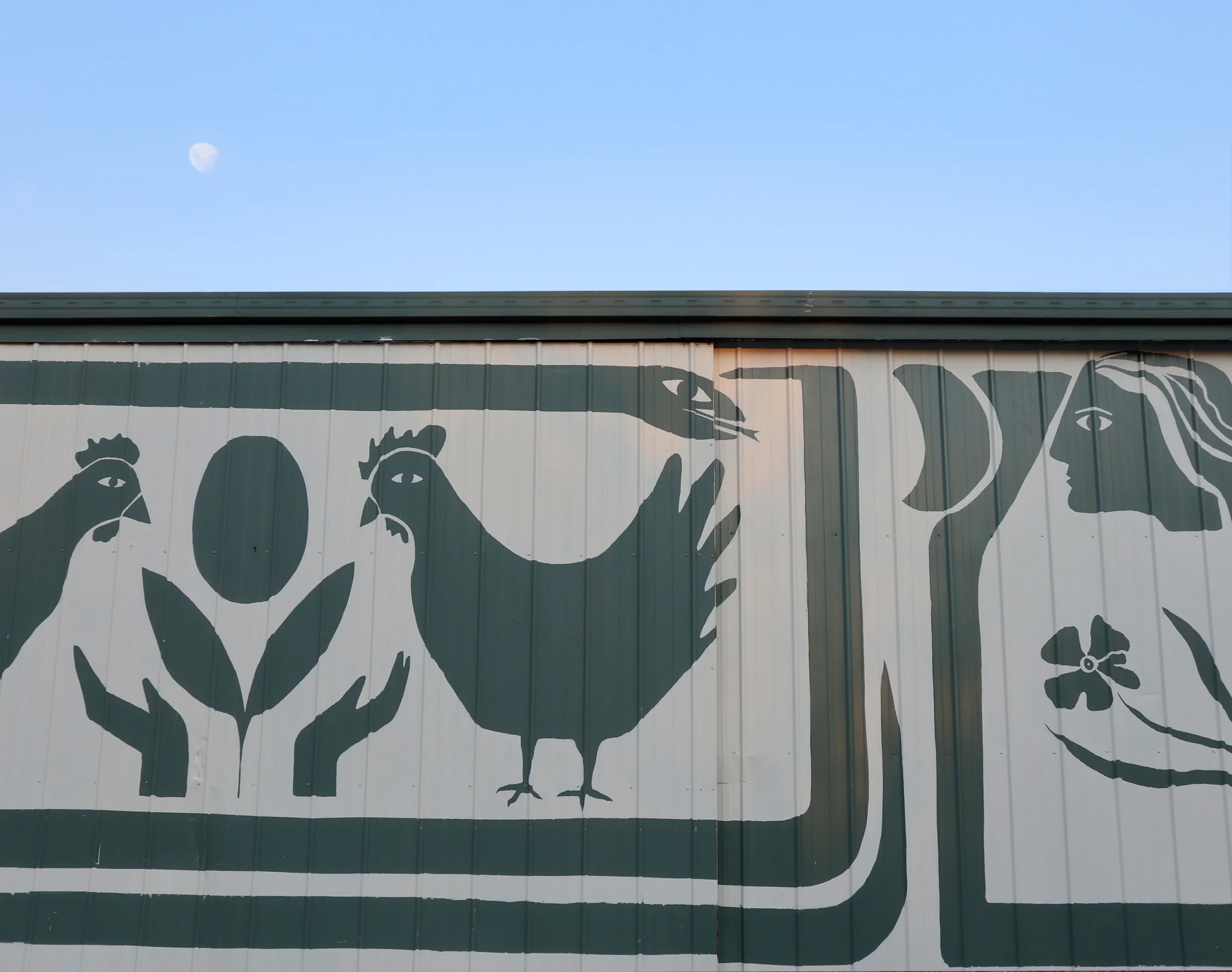 chooks7.jpg