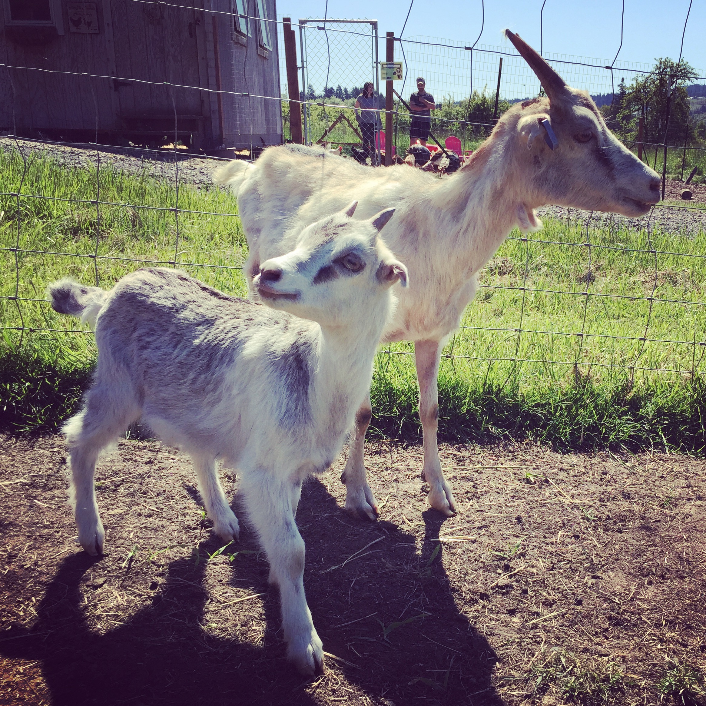 Wildwood Goats