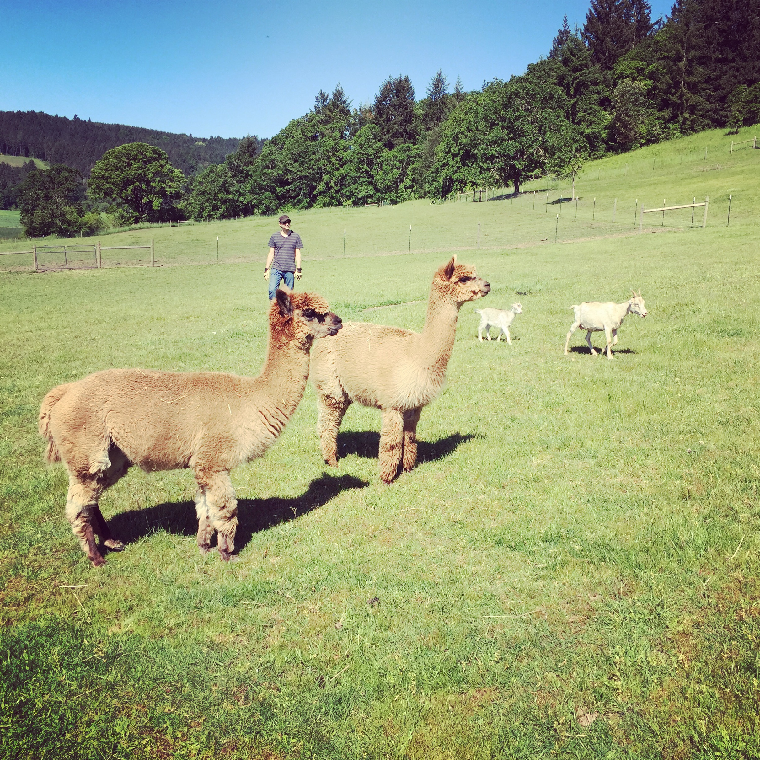 Wildwood Alpacas and Sheep