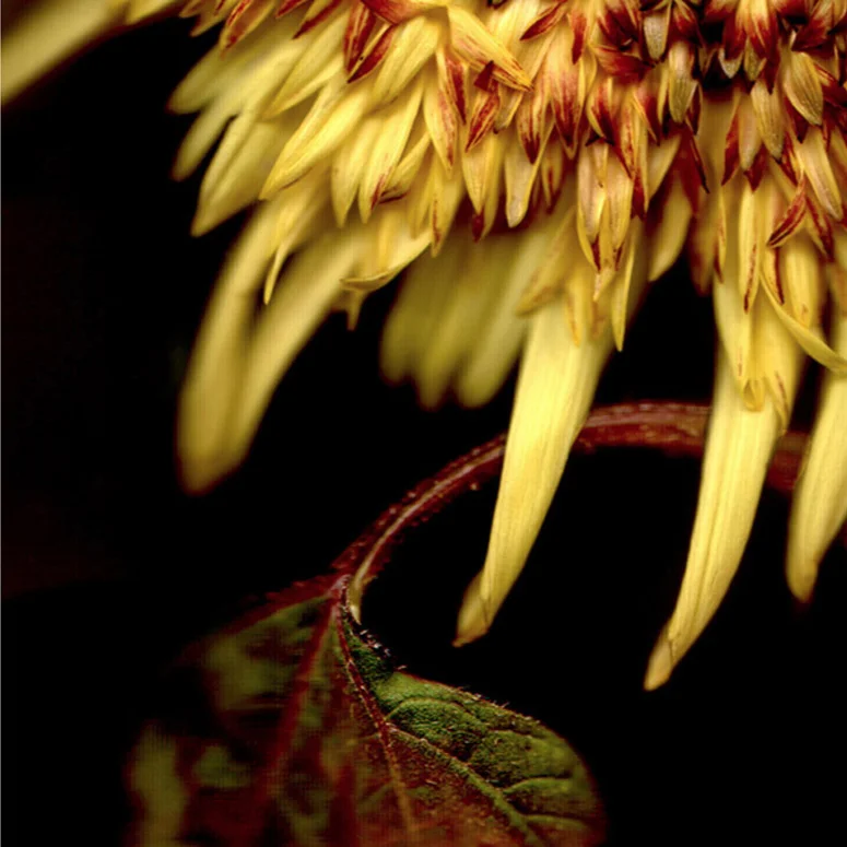 Flower+1+14.jpg