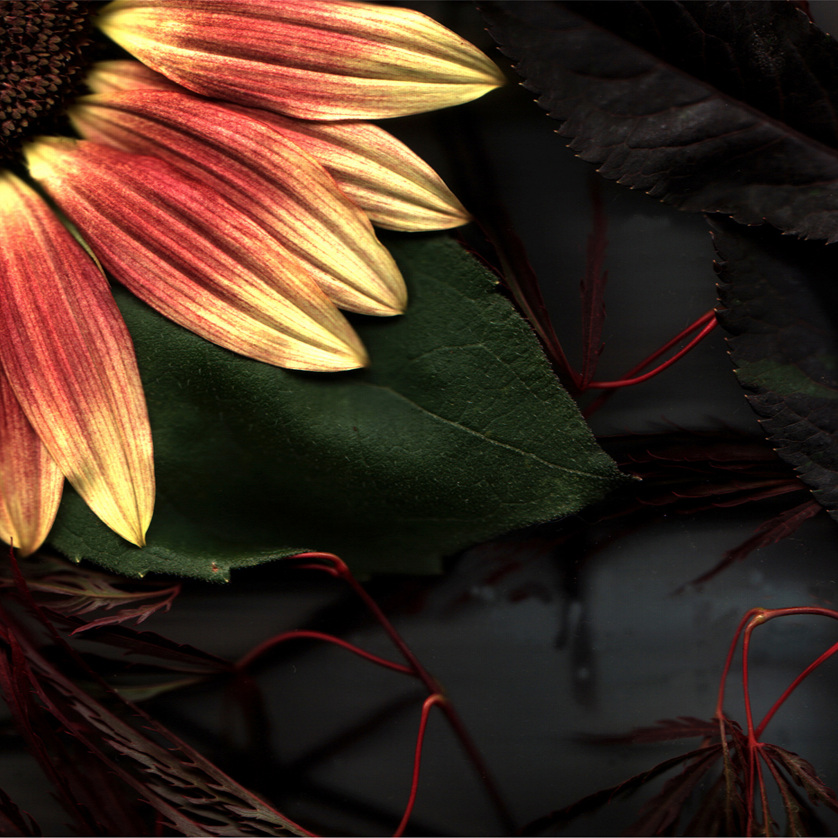 Flower 22 14.jpg