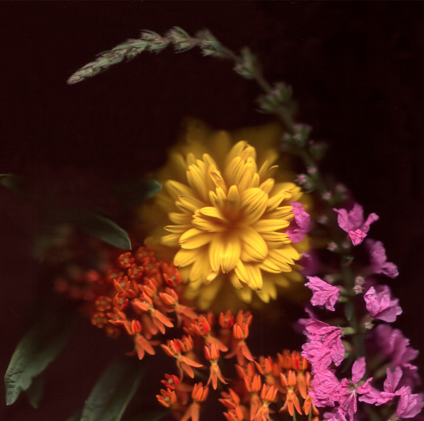 Flower 8 14.jpg