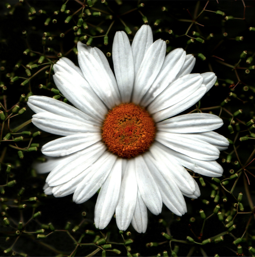 Flower 11 14.jpg