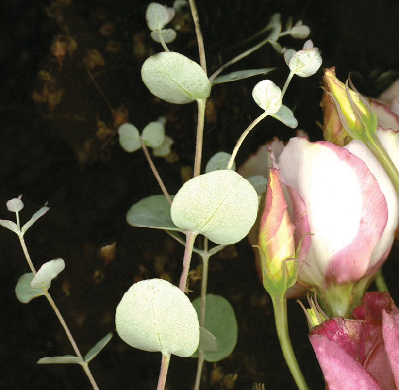 Flower 26 14.jpg