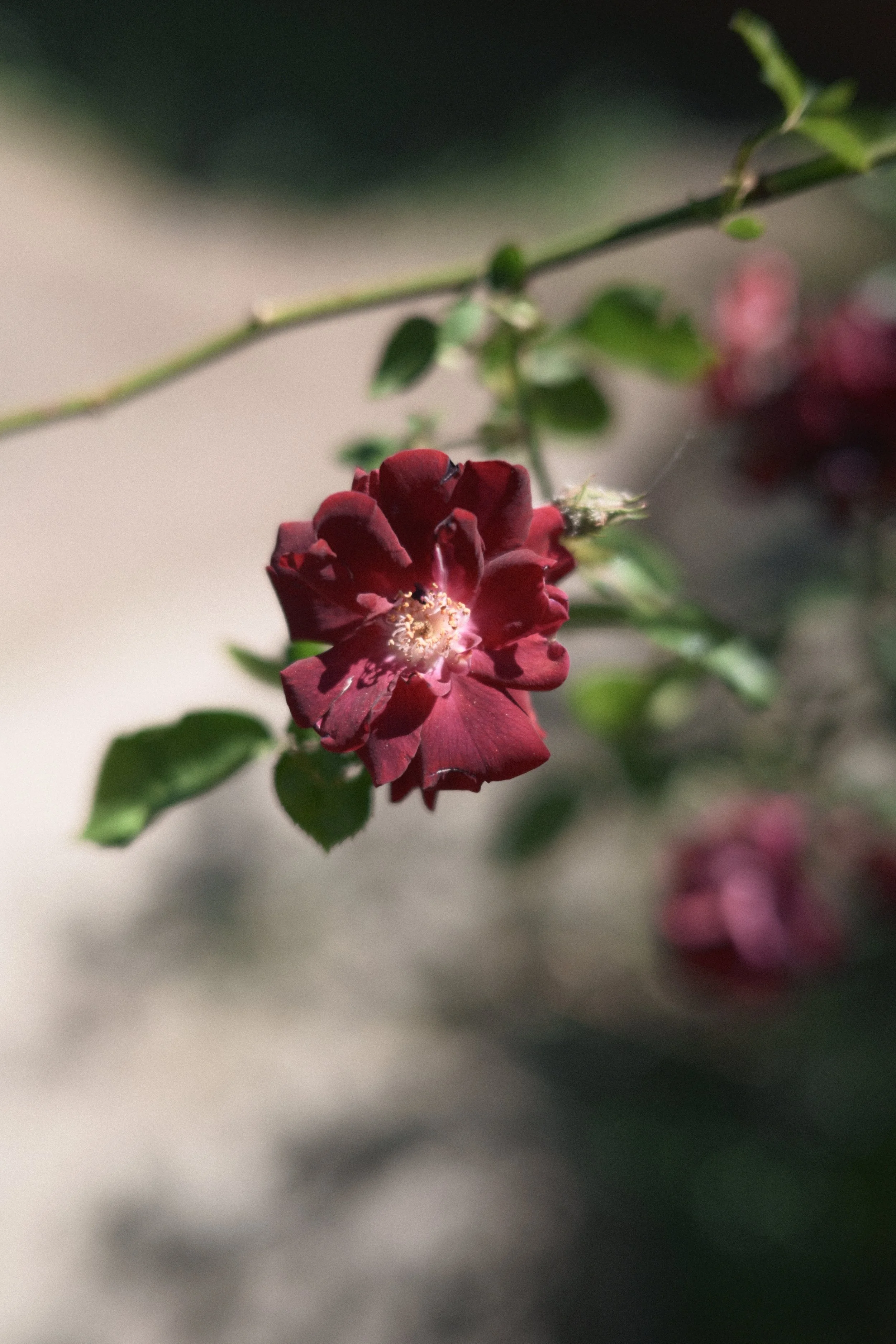 DSC_1659.JPG