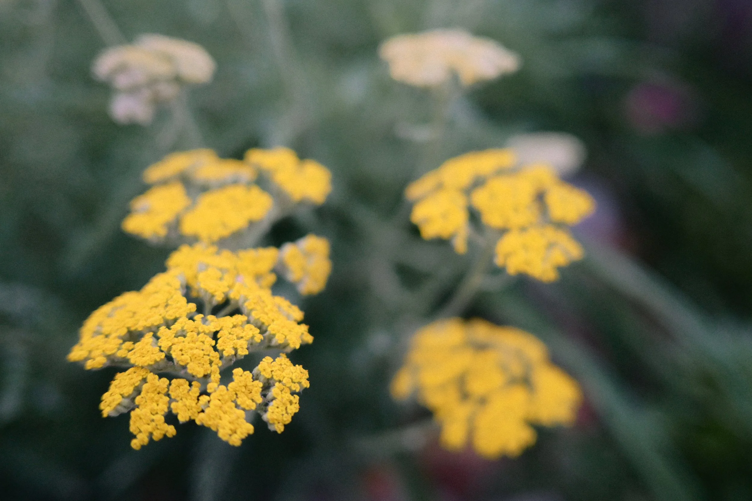 DSC_1762.JPG