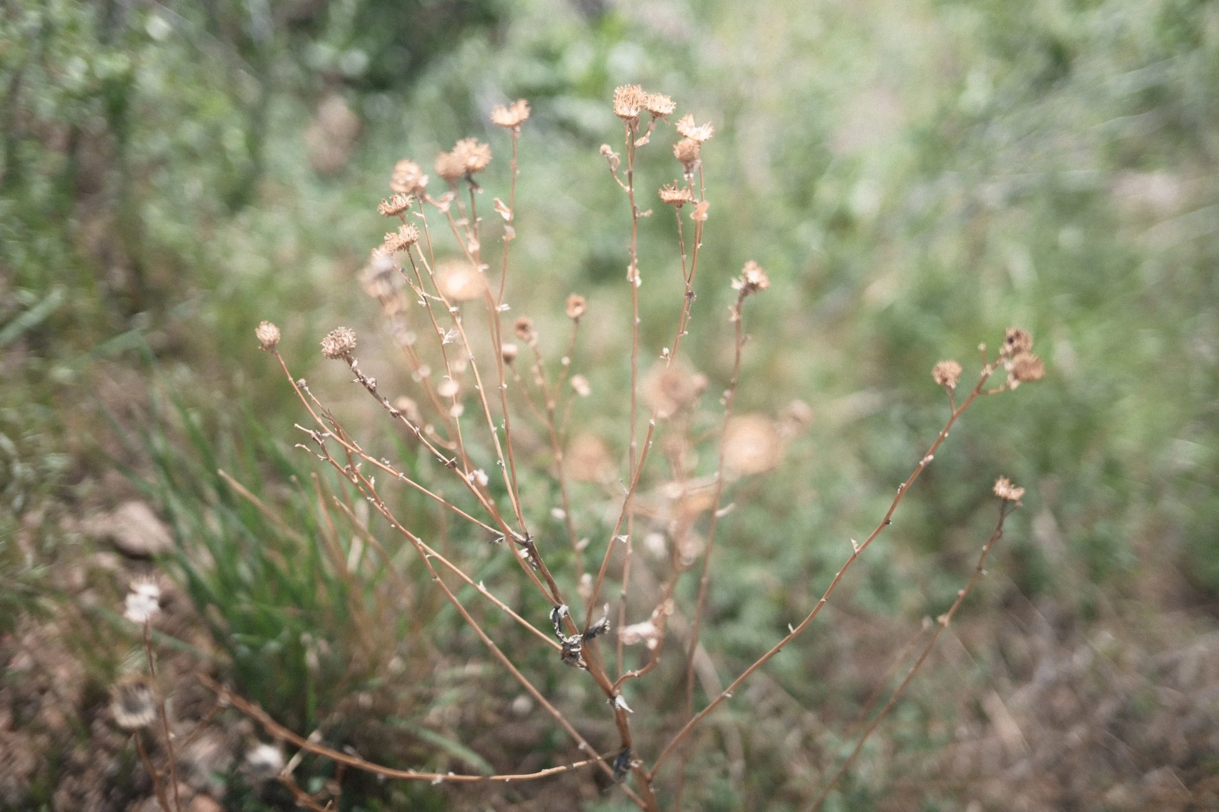 DSC_2425.JPG