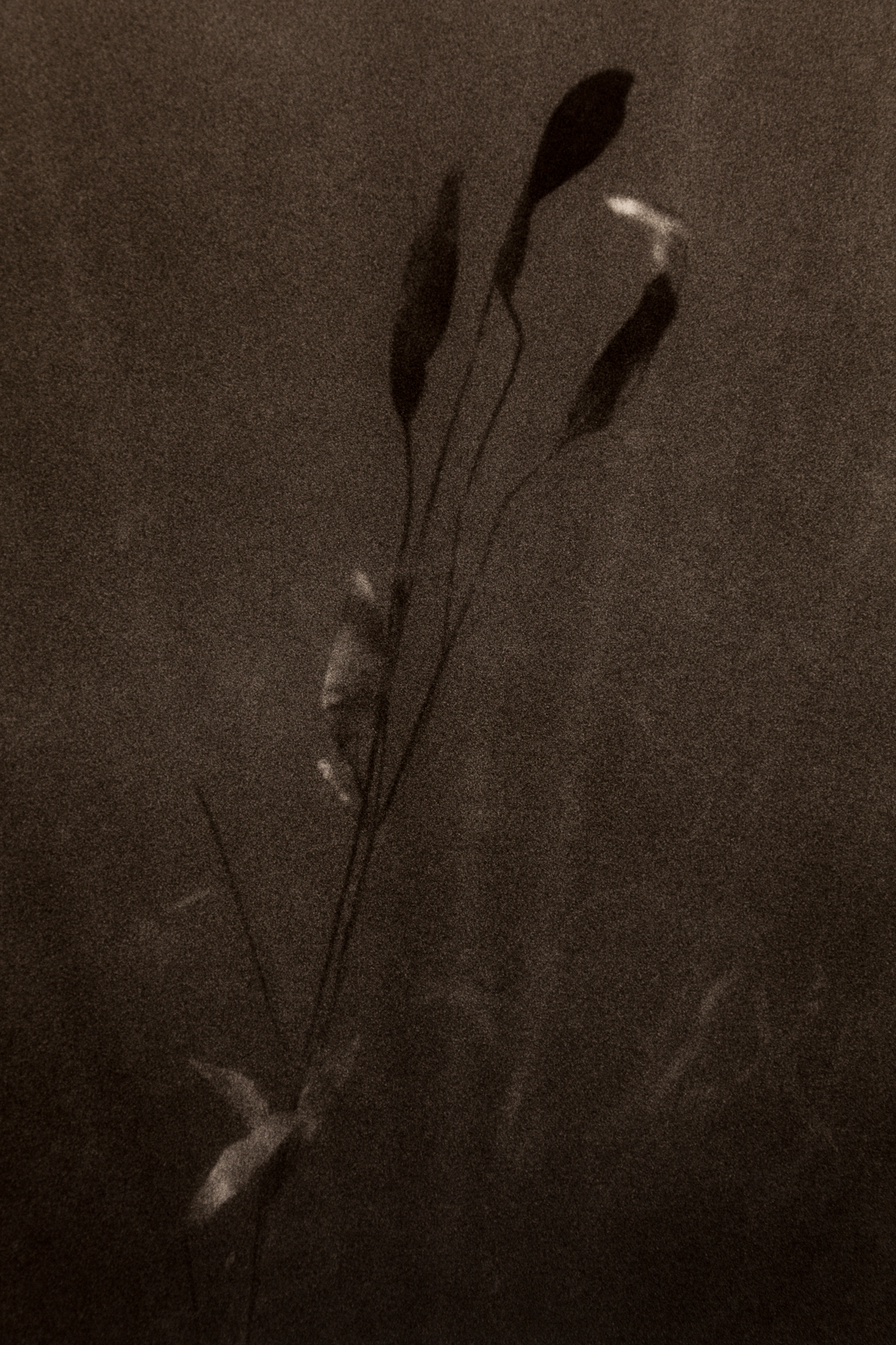 Underwater-48.jpg