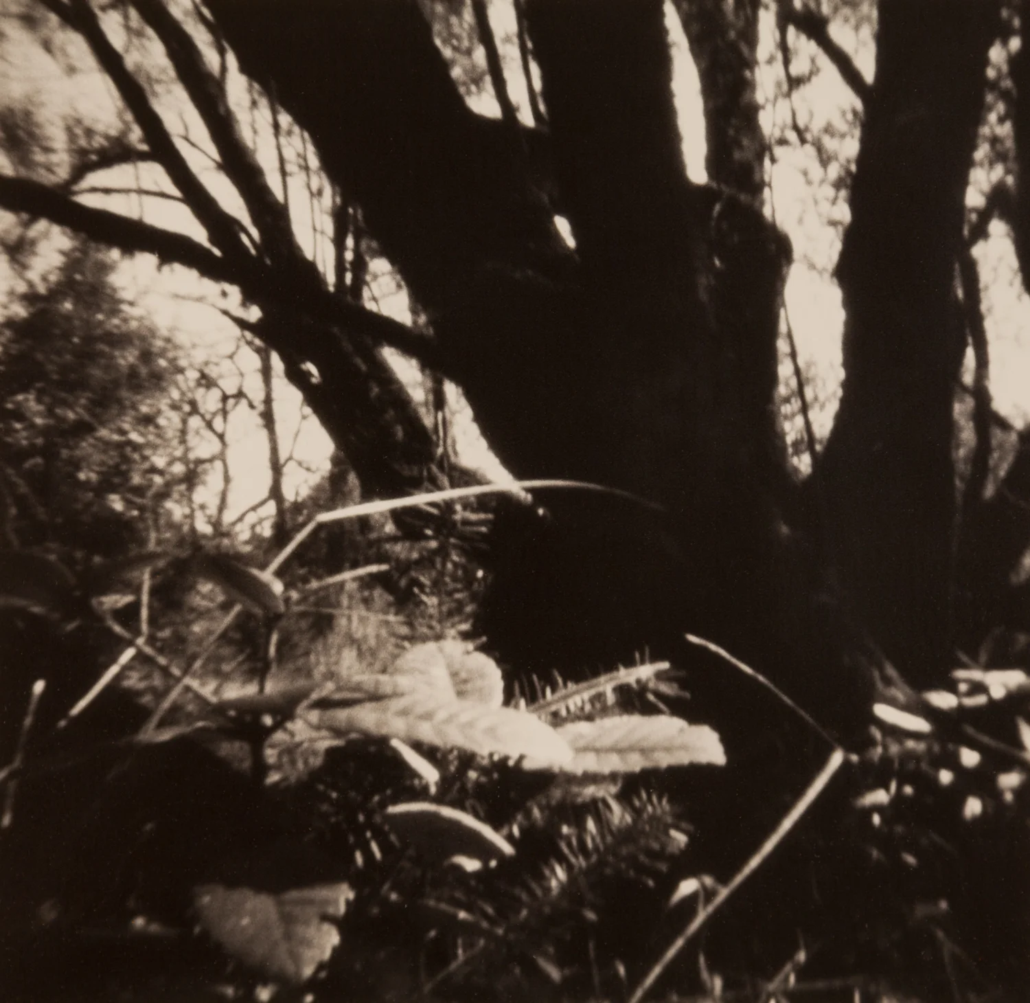 Home_pinhole-9.jpg