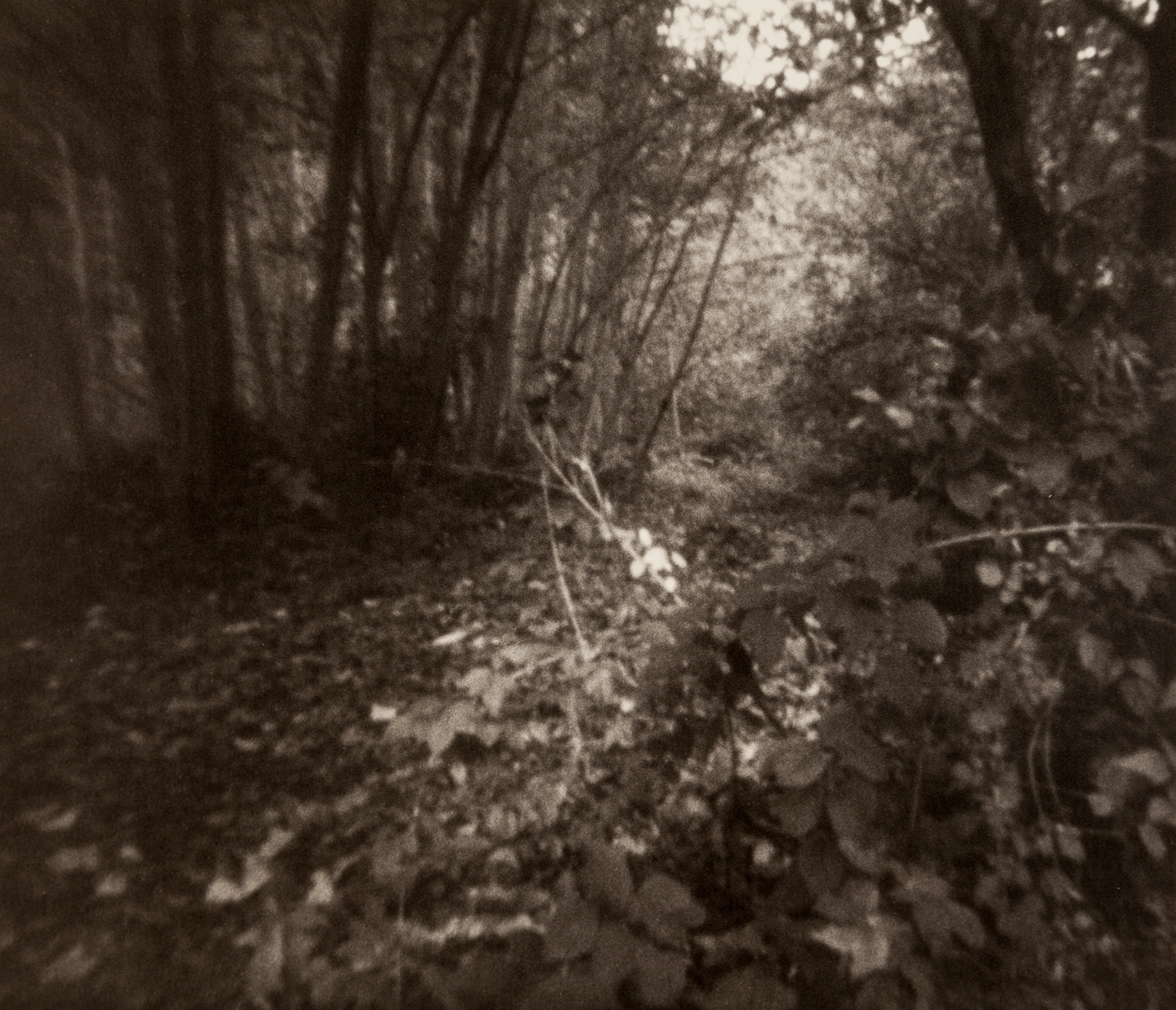 Home_pinhole-12.jpg