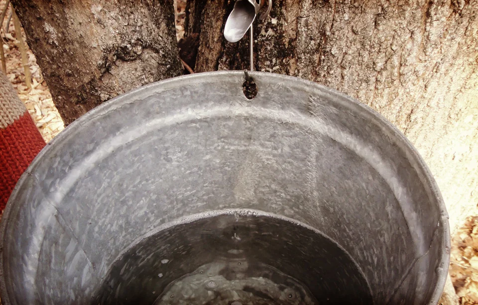 Collecting Sap