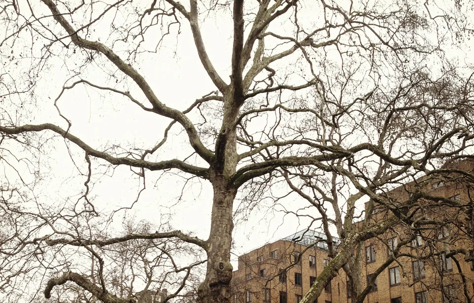 A great London Plane in Berkeley Square Gardens