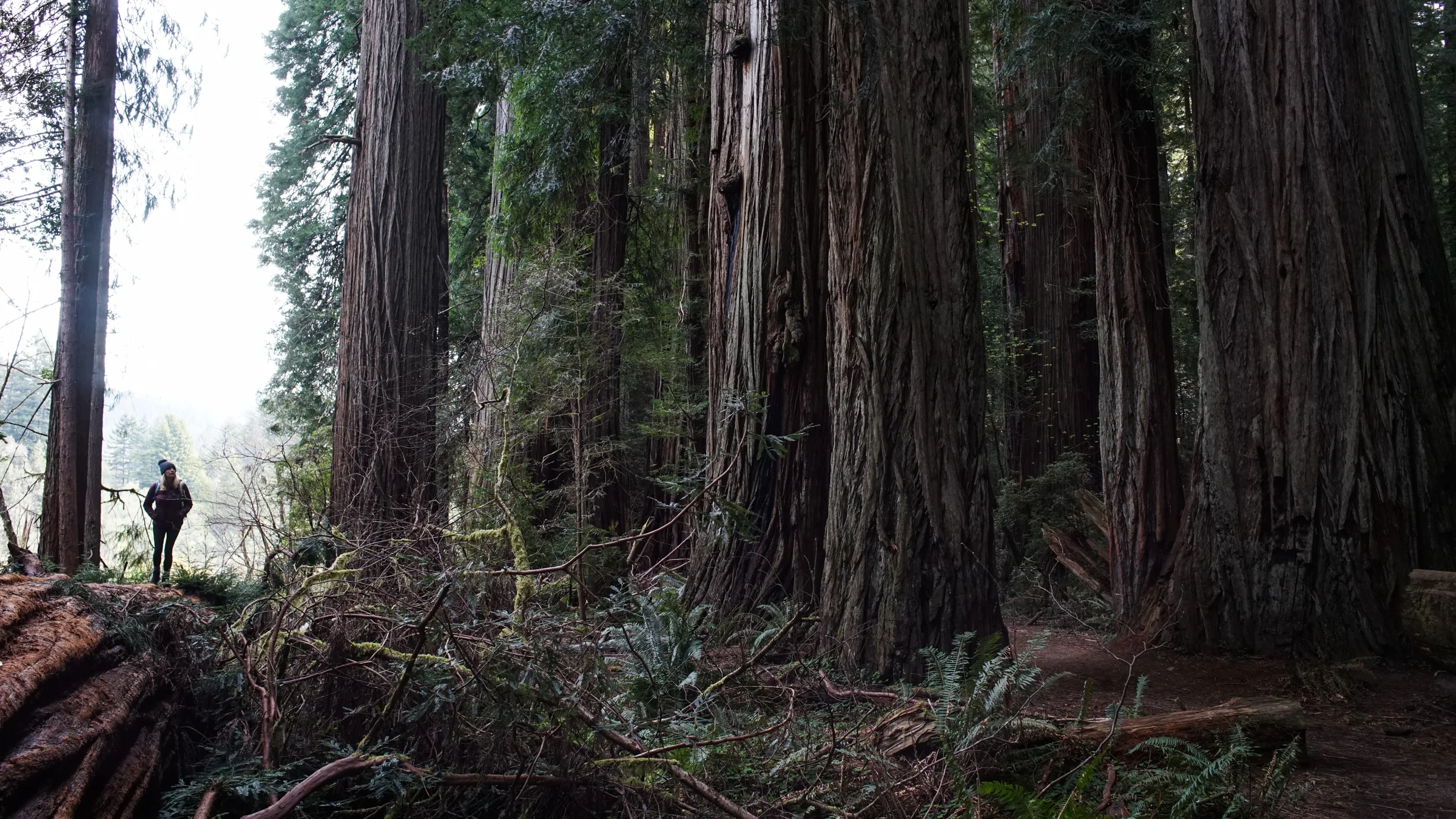 A Stroll Among Giants