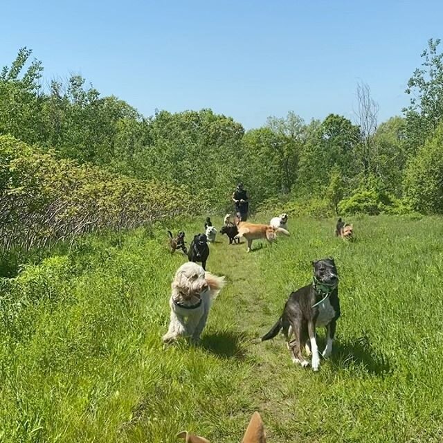 Having fun with Tuesday’s off-leash doggie crew😊🐶