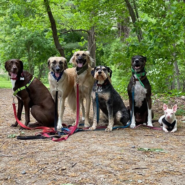 This past Friday’s pack walk🐶