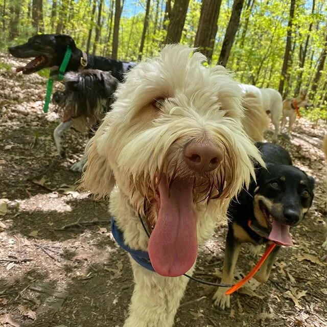 More pics from this week&rsquo;s hikes🐶🌿