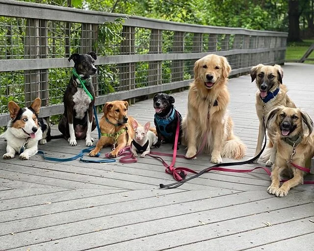 Last Tuesday&rsquo;s #woofpack 🐶