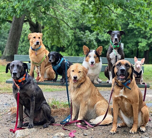 🐶🐕‍🦺🦮